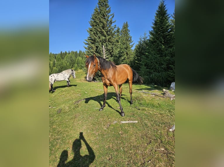 Connemara Mix Mare 2 years 14,1 hh in Kapelleramt