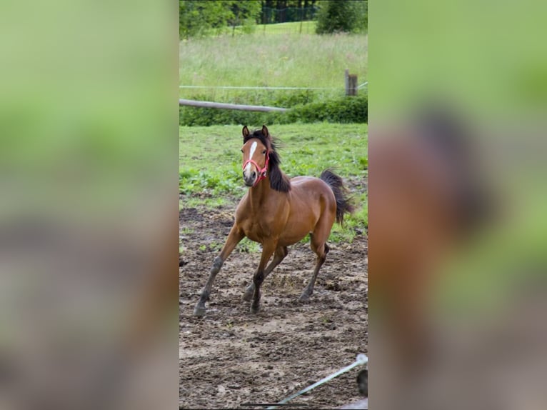 Connemara Mix Mare 2 years 14,1 hh in Kapelleramt