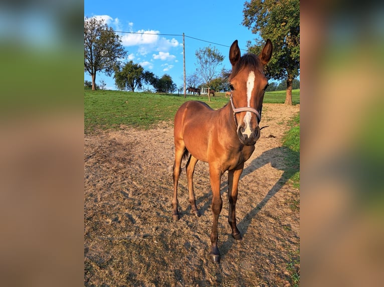 Connemara Mix Mare 2 years 14,1 hh in Kapelleramt