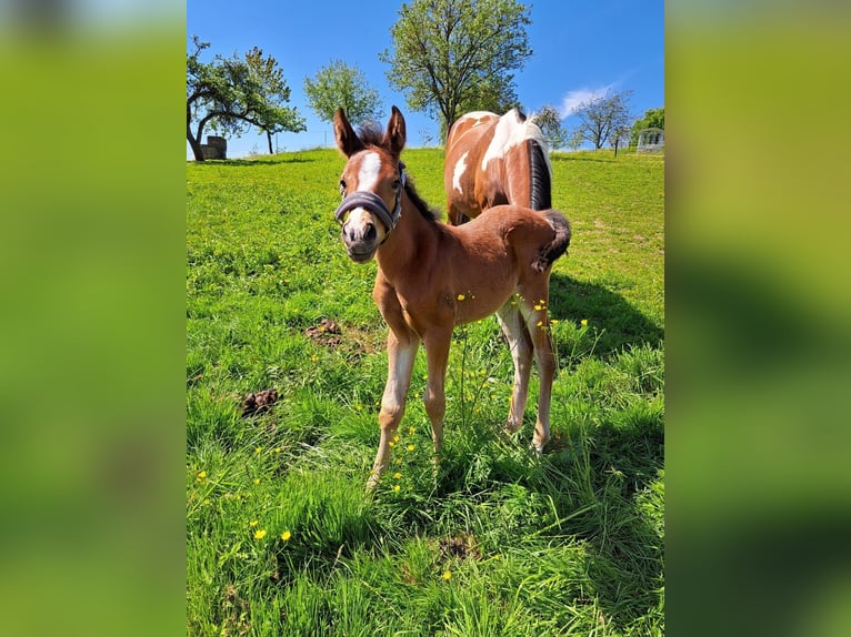 Connemara Mix Mare 2 years 14,1 hh in Kapelleramt