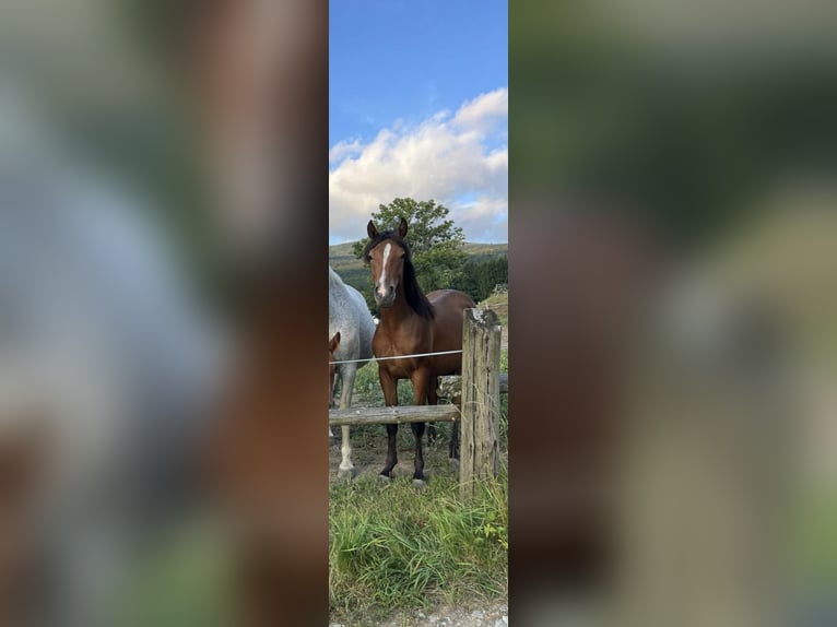 Connemara Mix Mare 2 years 14,1 hh in Kapelleramt