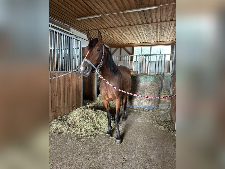 Connemara Mix Mare 2 years 14,1 hh in Kapelleramt