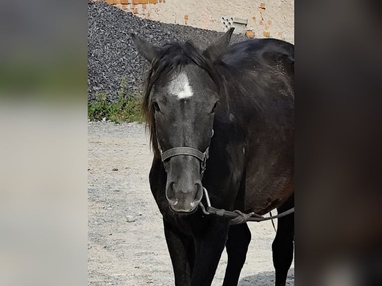 Connemara Mix Mare 2 years 14,2 hh Black in Buchen (Odenwald)