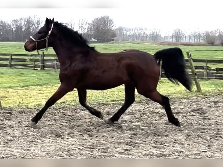 Connemara Mare 2 years 14,2 hh Brown in Zwartewaal