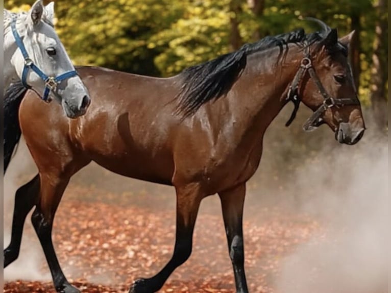 Connemara Mare 2 years 14,2 hh Brown in Zwartewaal