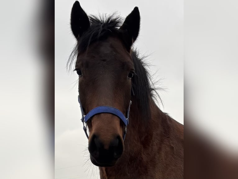 Connemara Mare 2 years 14,2 hh Brown in Zwartewaal