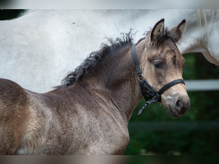 Connemara Mare 2 years 14,2 hh Dun in Rothenbuch