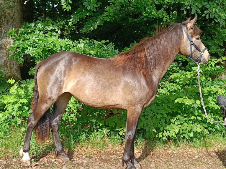 Connemara Mare 2 years 14,2 hh Dun in Rothenbuch