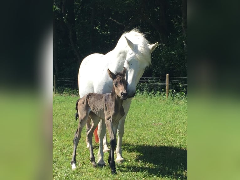 Connemara Mare 2 years 14,2 hh Dun in Rothenbuch