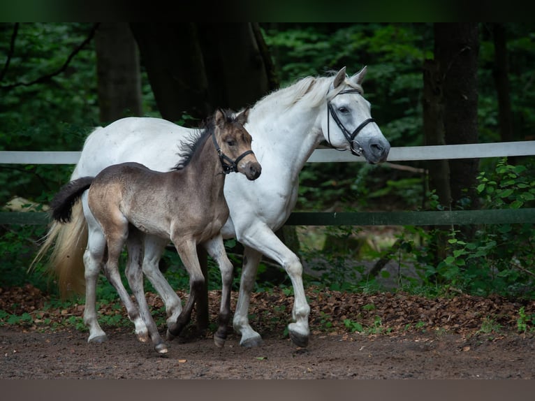 Connemara Mare 2 years 14,2 hh Dun in Rothenbuch