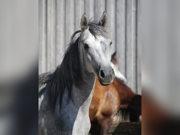 Connemara Mare 2 years 14,2 hh Grey-Dark-Tan in Schillingsfürst