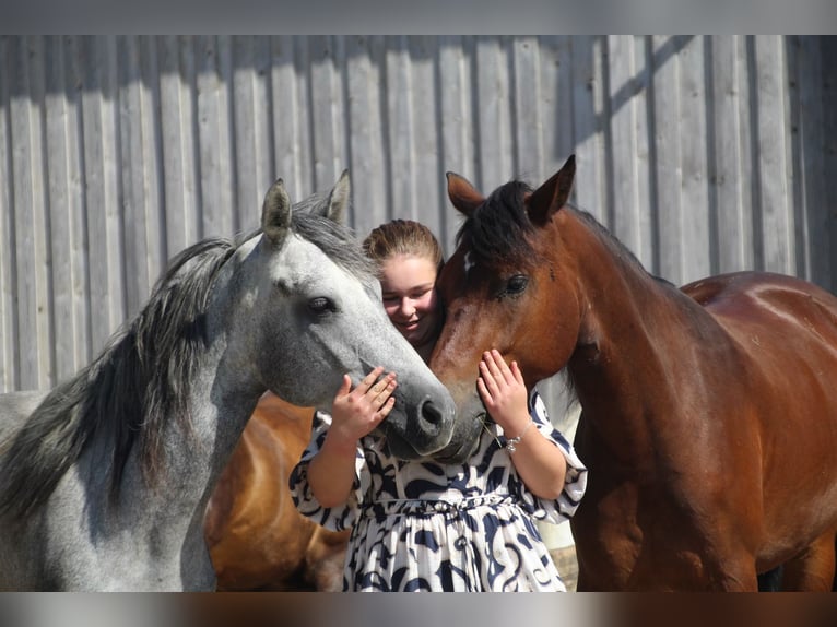 Connemara Mare 2 years 14,2 hh Grey-Dark-Tan in Schillingsfürst