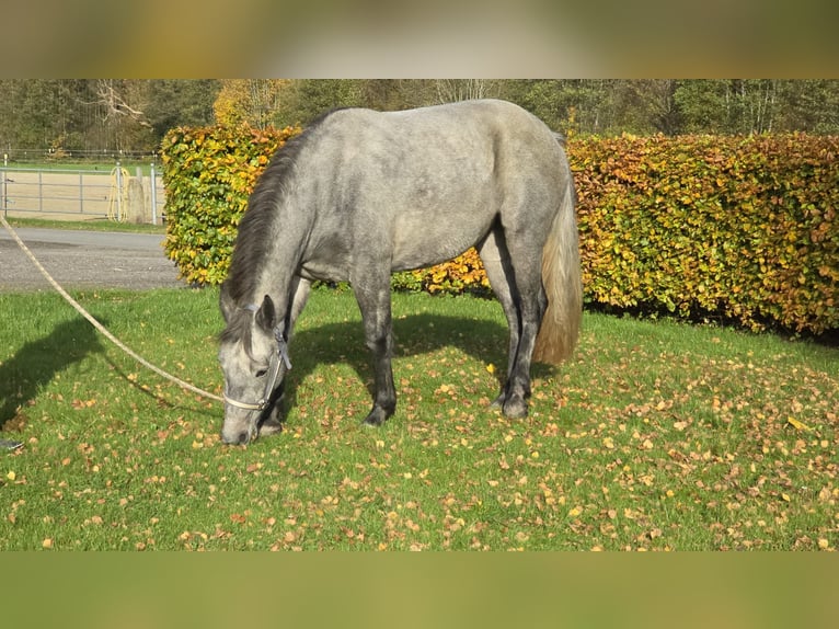 Connemara Mare 2 years 14,2 hh Grey in Nienborstel