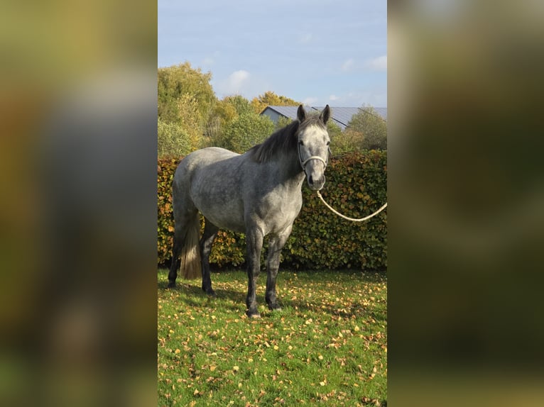 Connemara Mare 2 years 14,2 hh Grey in Nienborstel