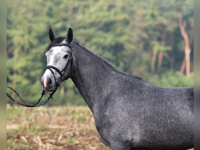 Connemara Mare 2 years 14,3 hh Grey-Blue-Tan in uelsen