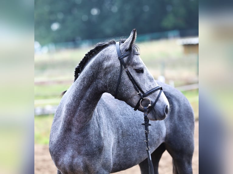 Connemara Mare 2 years 14,3 hh Grey-Blue-Tan in uelsen