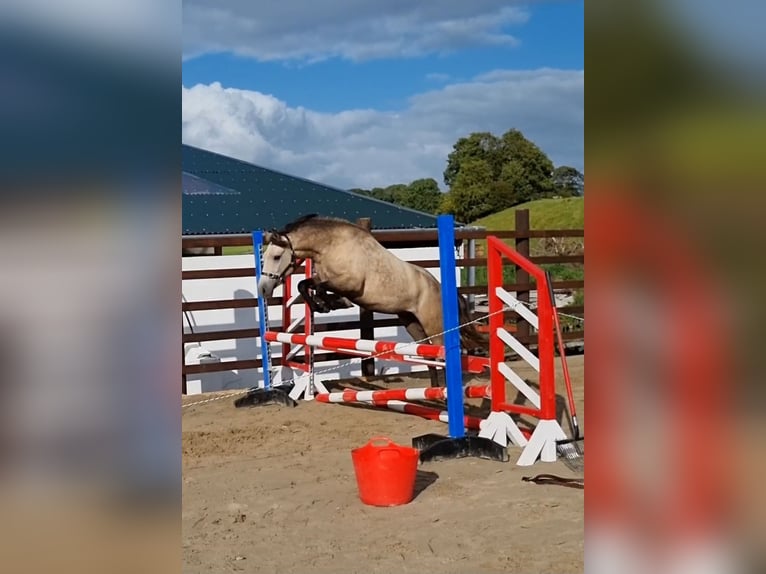 Connemara Mare 3 years 13,3 hh Buckskin in Offaly