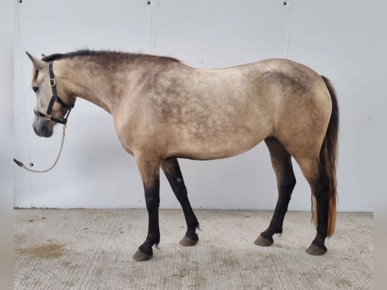 Connemara Mare 3 years 13,3 hh Buckskin in Offaly