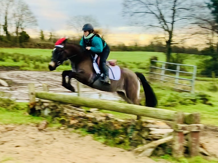 Connemara Mare 3 years 13,3 hh Dun in Mountrath