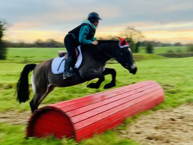 Connemara Mare 3 years 13,3 hh Dun in Mountrath