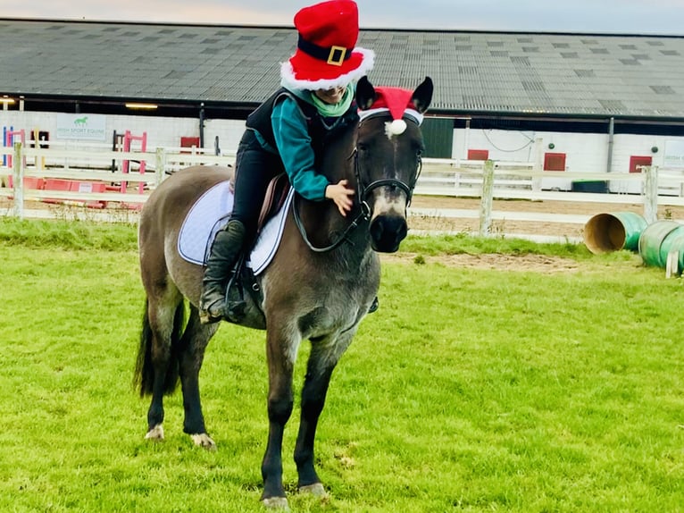 Connemara Mare 3 years 13,3 hh Dun in Mountrath