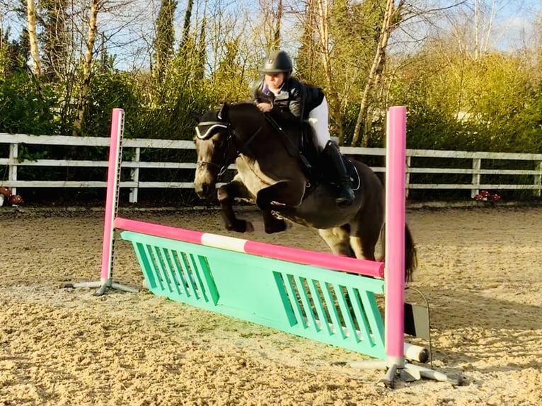 Connemara Mare 3 years 13,3 hh Dun in Mountrath