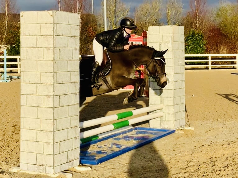 Connemara Mare 3 years 13,3 hh Dun in Mountrath