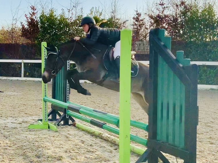 Connemara Mare 3 years 13,3 hh Dun in Mountrath