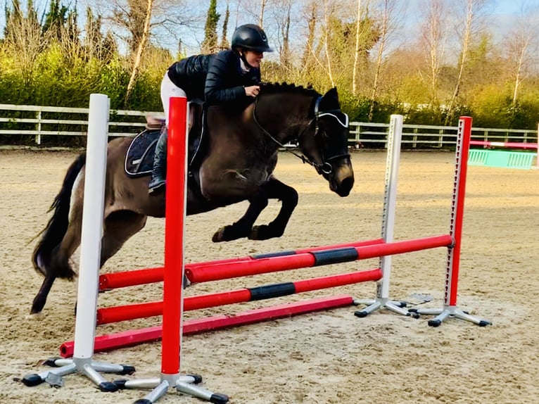 Connemara Mare 3 years 13,3 hh Dun in Mountrath