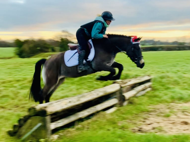 Connemara Mare 3 years 13,3 hh Dun in Mountrath