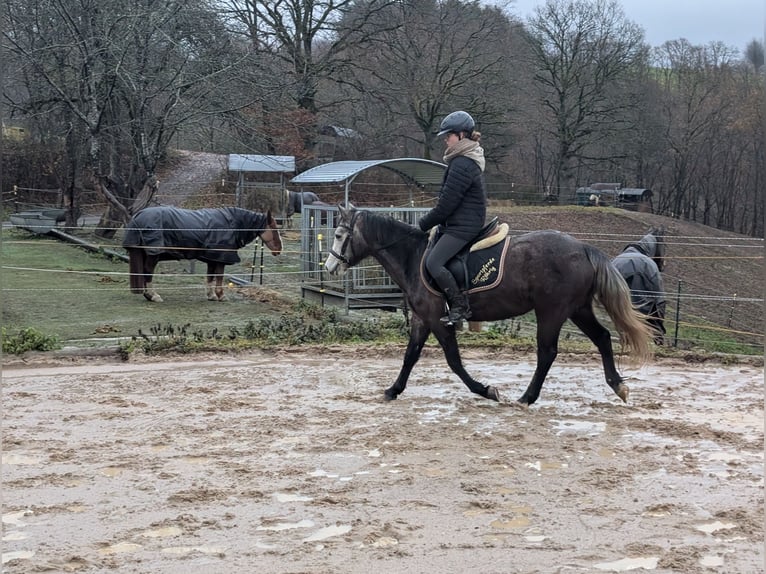 Connemara Mare 3 years 13,2 hh Grey-Blue-Tan in Morsbach