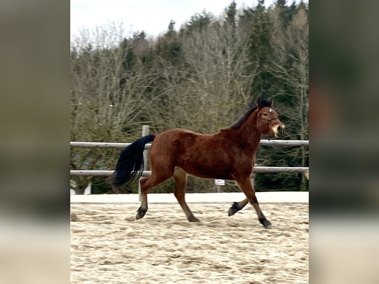 Connemara Mare 3 years 14.1 hh Brown in Behamberg