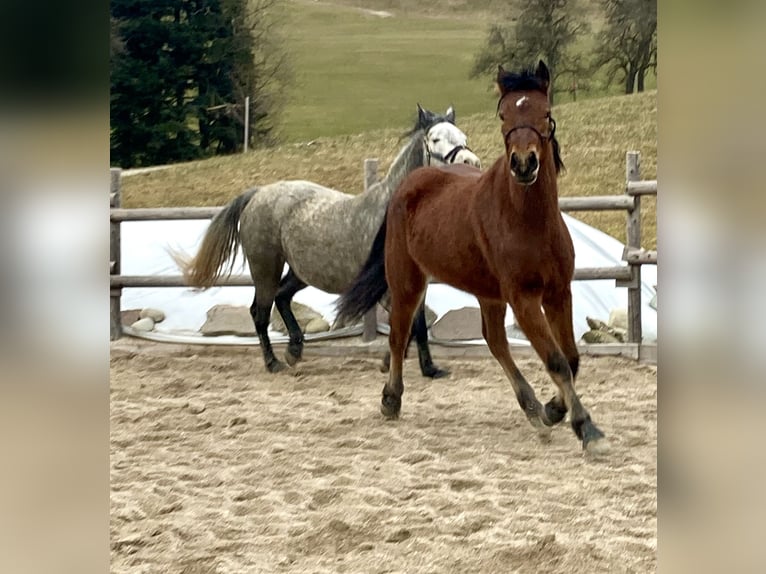 Connemara Mare 3 years 14.1 hh Brown in Behamberg