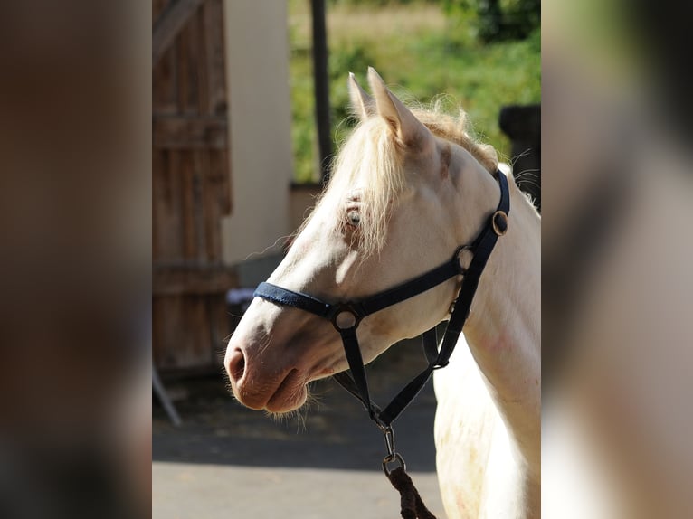 Connemara Mare 3 years 14,1 hh Cremello in Lisberg