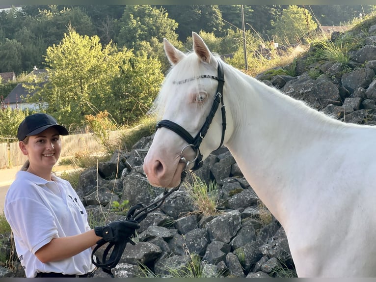 Connemara Mare 3 years 14,1 hh Cremello in Lisberg