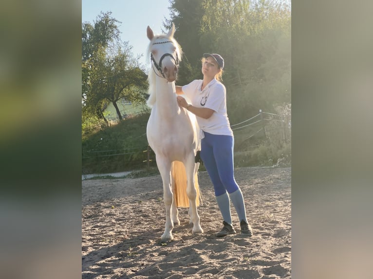 Connemara Mare 3 years 14,1 hh Cremello in Lisberg