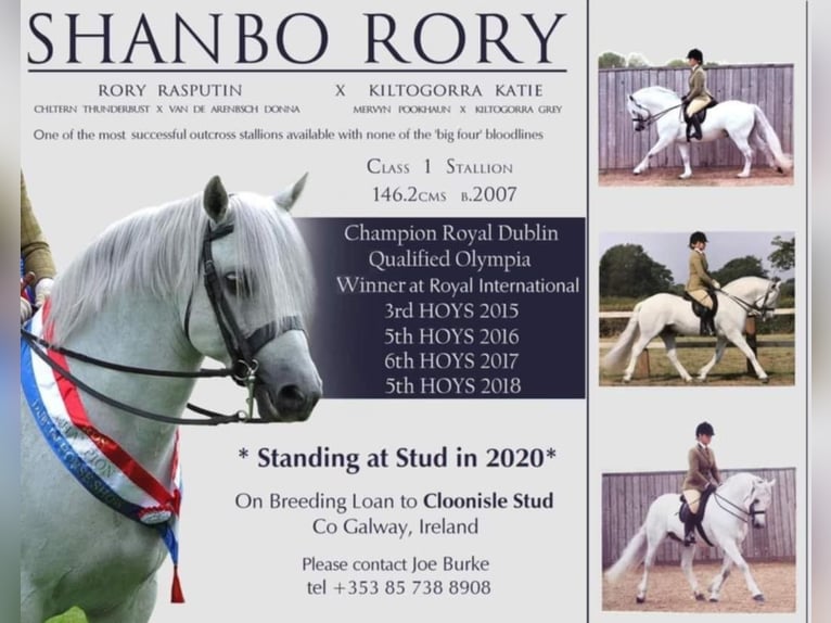 Connemara Mare 3 years 14,1 hh Cremello in Lisberg