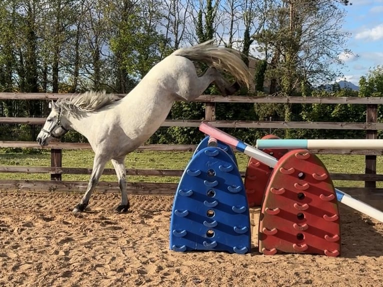 Connemara Mare 3 years 14.1 hh Grey in Newry