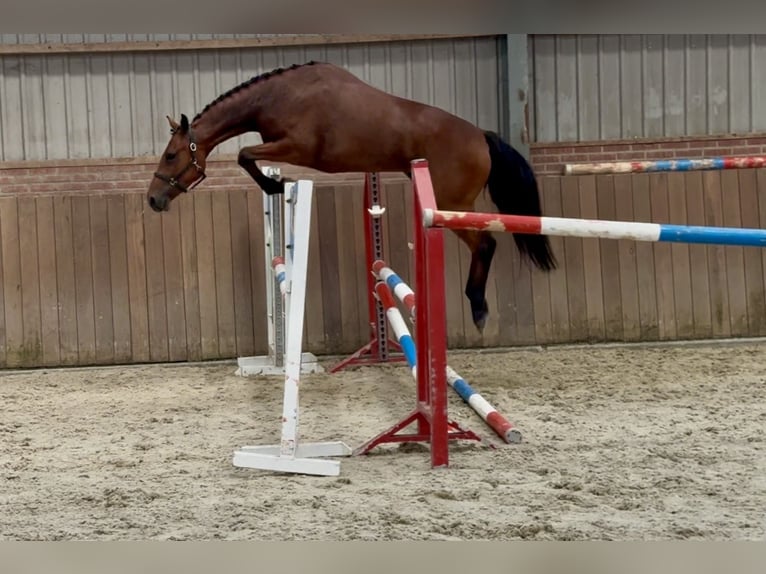 Connemara Mare 3 years 14.2 hh Brown in Zieuwent
