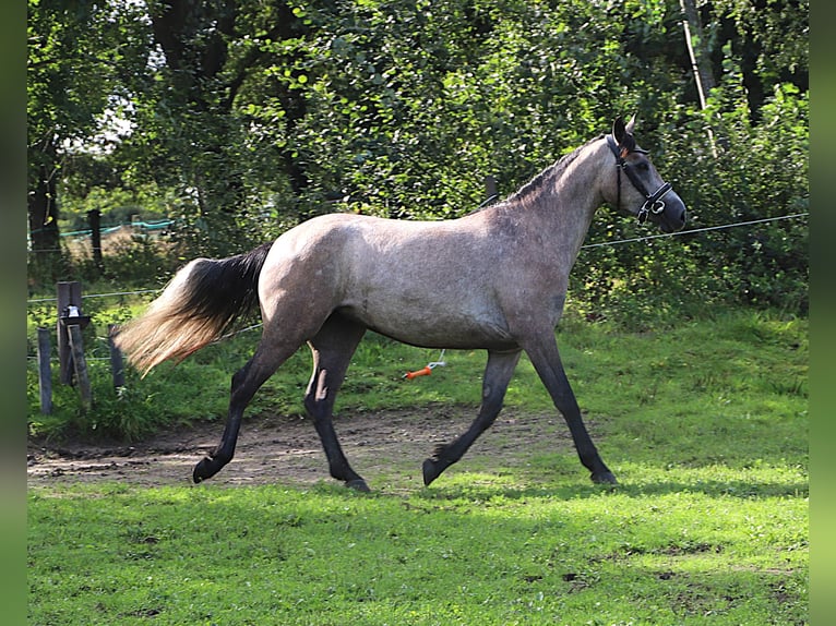Connemara Mare 3 years 14.2 hh Brown Falb mold in Uelsen