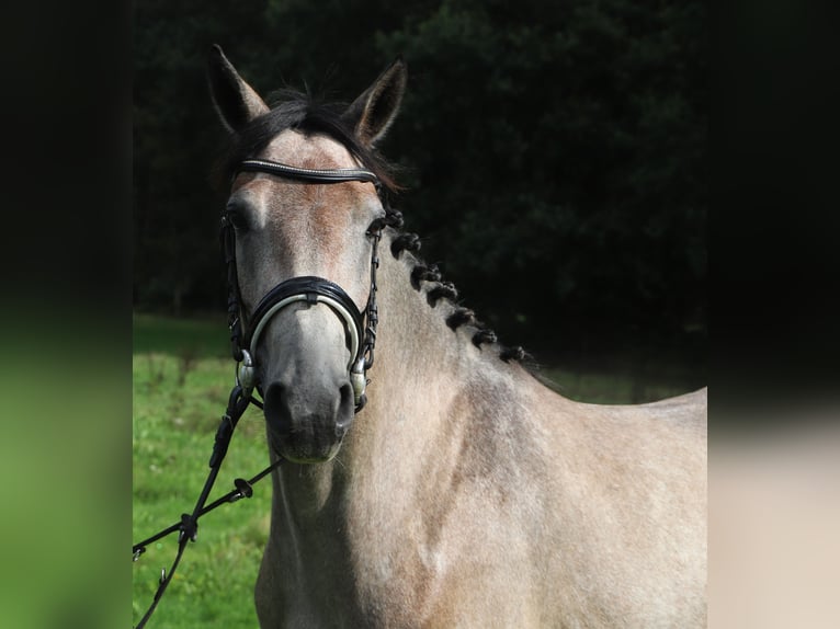Connemara Mare 3 years 14.2 hh Brown Falb mold in Uelsen