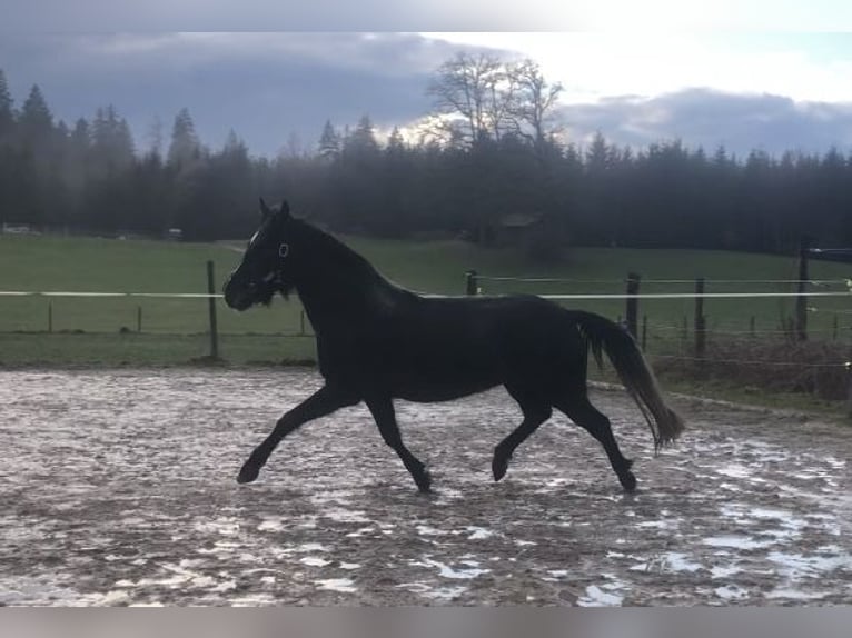 Connemara Mare 3 years 14.2 hh Can be white in Höslwang