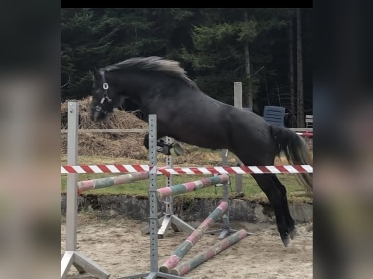 Connemara Mare 3 years 14.2 hh Can be white in Höslwang