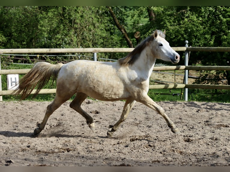 Connemara Mare 3 years 14,2 hh Gray in Greding