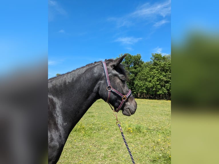 Connemara Mare 3 years 14,2 hh Gray in Gragnague