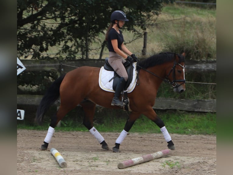 Connemara Mare 3 years 14.2 hh  in Uelsen