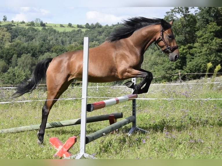 Connemara Mare 3 years 14 hh Brown in Modrzewie
