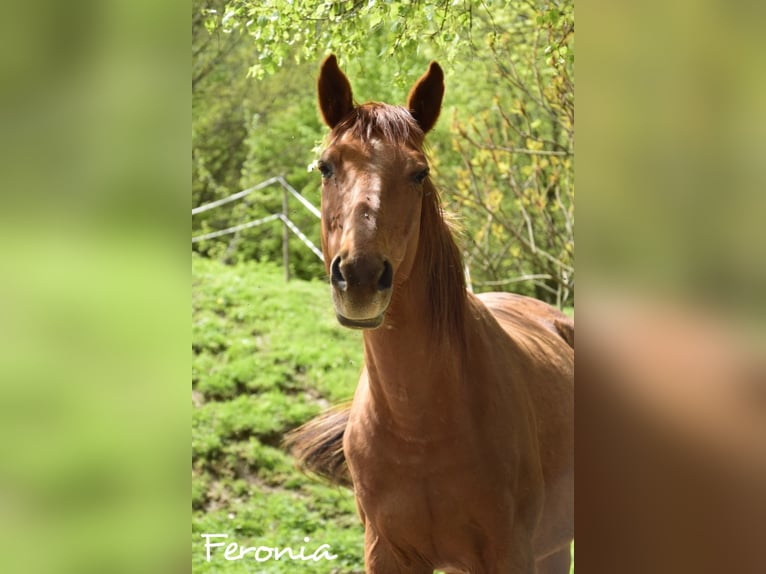 Connemara Mare 3 years 14 hh Brown in Modrzewie