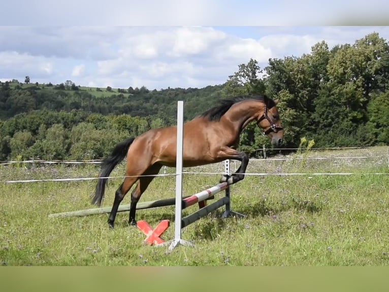 Connemara Mare 3 years 14 hh Brown in Modrzewie