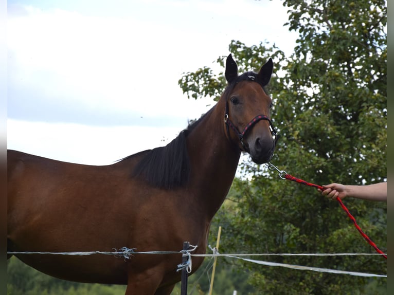 Connemara Mare 3 years 14 hh Brown in Modrzewie